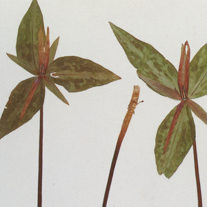 纲手❌❌❌裸体拔萝卜网页版
